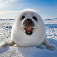 Foca