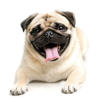 Pug